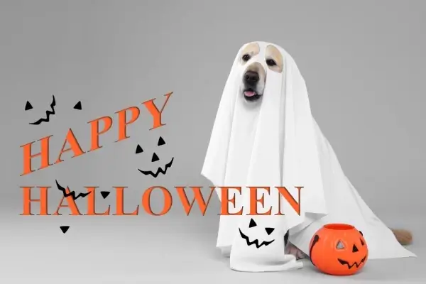 Happy Halloween from Olive Tree Loans powered by Nexa Mortgage